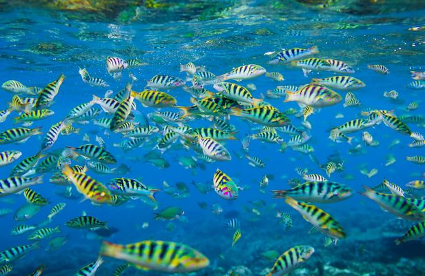 Snorkelling in Nusa Penida 4 points