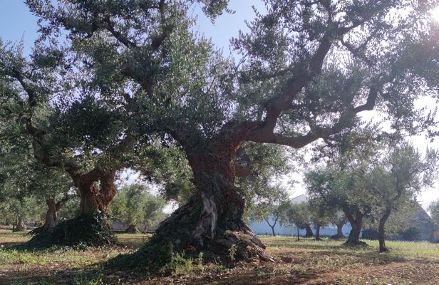 Olive oil tour and tasting in Itria Valley