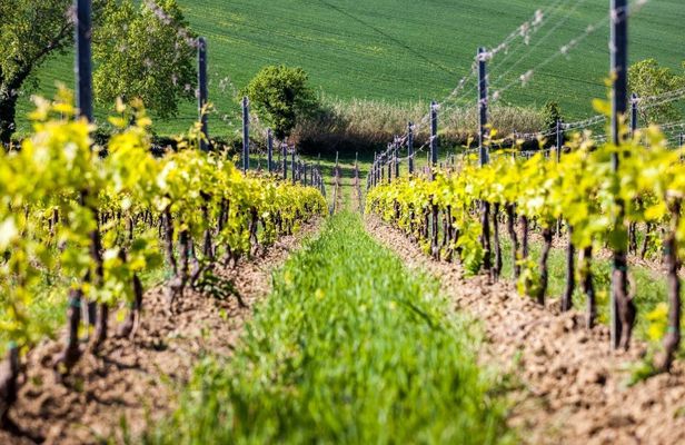 Guided wine tasting tour in San Valentino vineyards