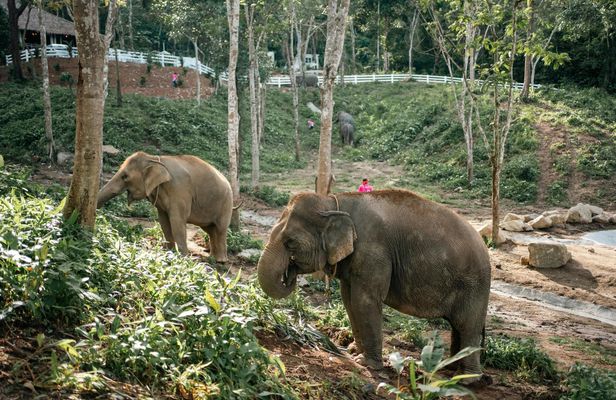 Phuket half-day elephant conservation and feeding experience