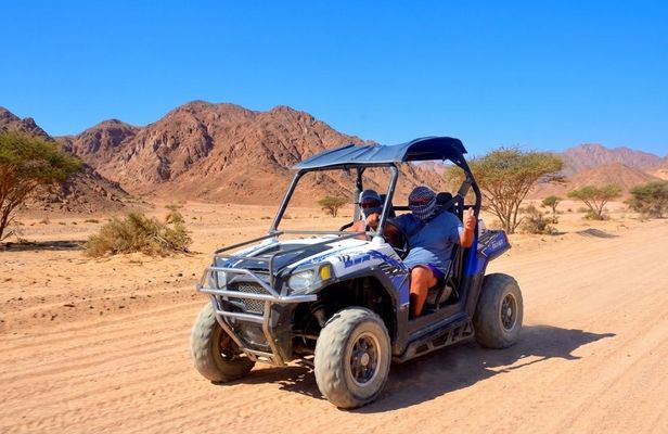 Morning Sand Buggy Experience Plus Bedouin Tea Tasting in Sharm Desert