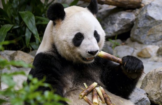 Private Guided Tour to Temple of Heaven, Panda House and Summer Palace