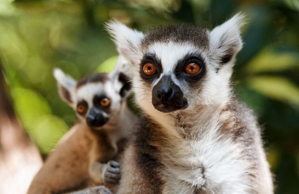 Oasis Wildlife Fuerteventura ticket and visit to the lemurs