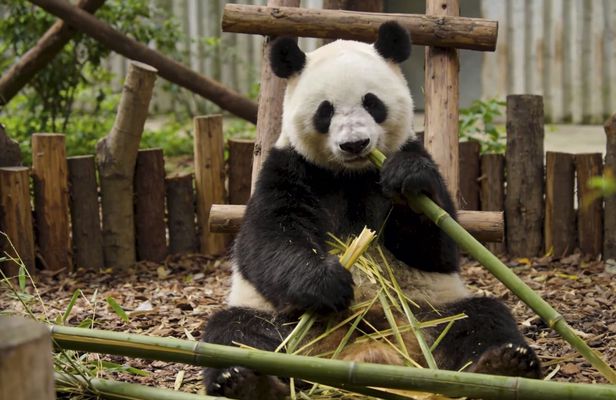 Panda Base and city highlights private day tour in Chengdu
