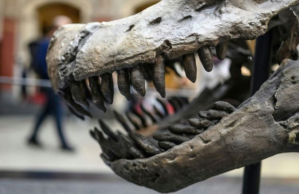 Berlin Natural History Museum guided audio tour ticket