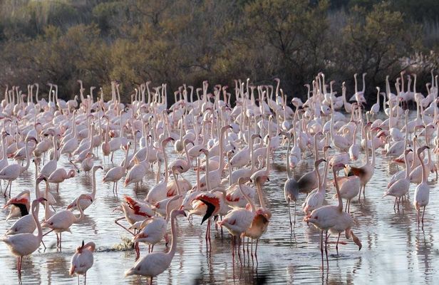 Albufera wildlife boat tour with meal included