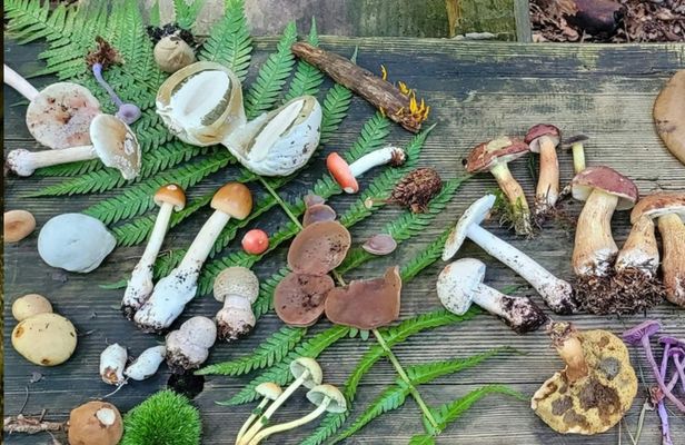 Heidelberg mushroom foraging guided hike