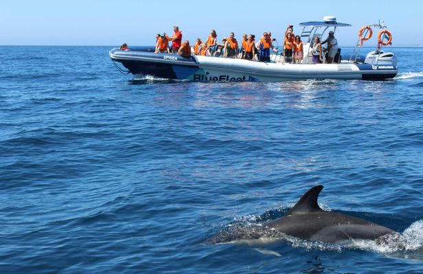 Dolphin spotting guided tour by boat from Lagos