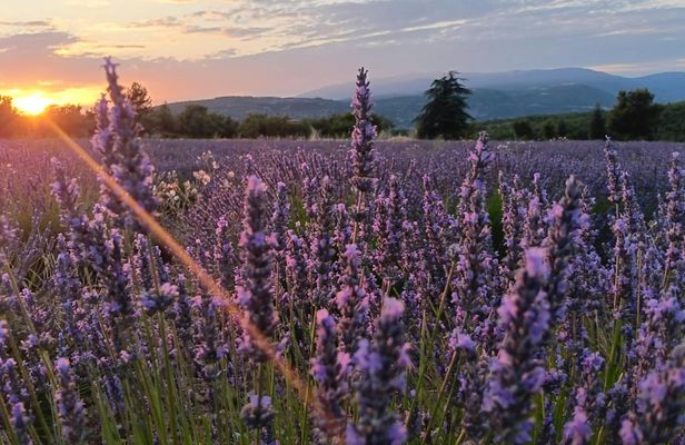 Sunset lavender guided tour from Aix-en-Provence