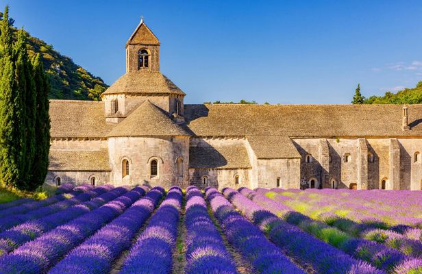 Sault lavender fields full-day guided tour from Avignon