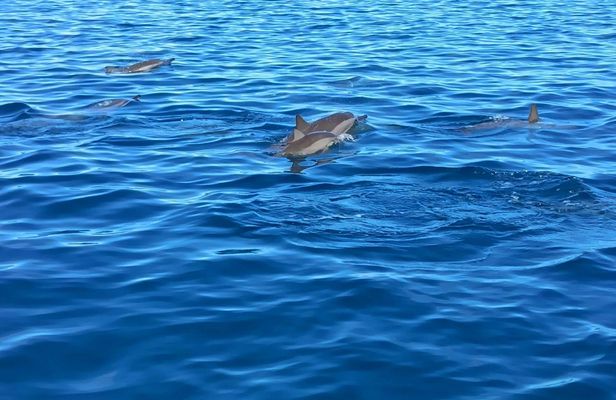 Mauritius dolphin watching speedboat tour
