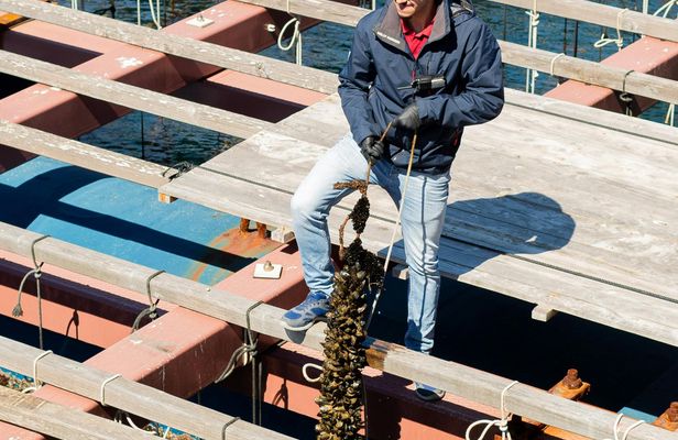 Valencia's coastline catamaran tour with mussels and white wine