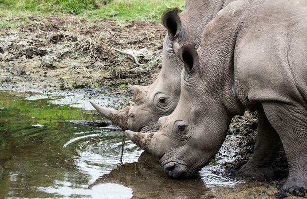 Hluhluwe-iMfolozi Park wildlife safari from Durban