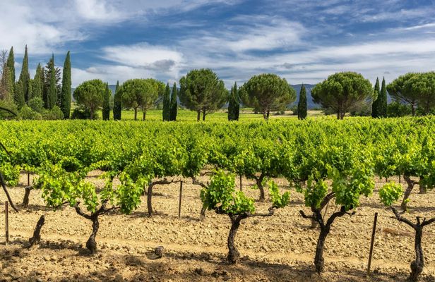 A taste of Provence wine tour