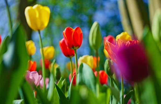 Tour from Amsterdam to Keukenhof and Dutch countryside