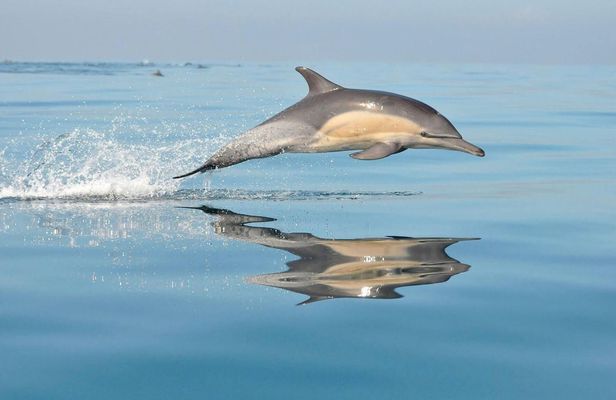 Sunrise dolphin watching excursion in Mallorca