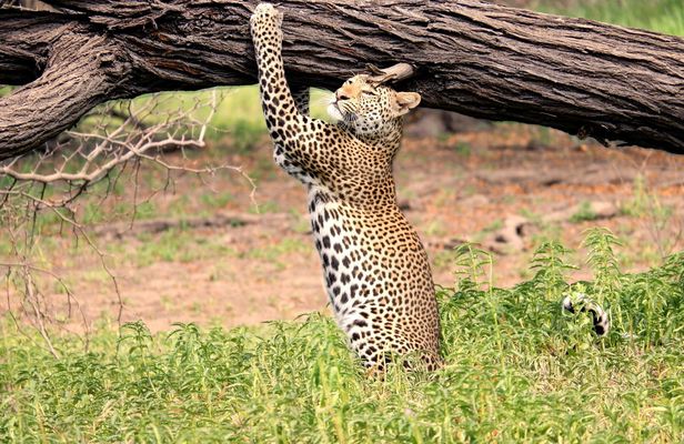 Nyerere National Park two-day safari with two game drives