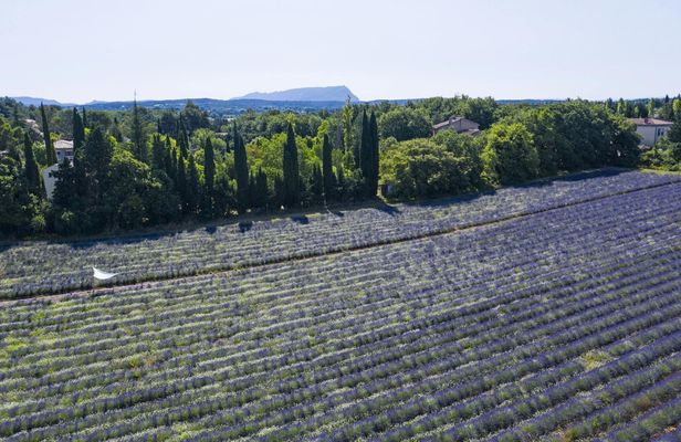 Snacking experience in lavender fields in Aix-en-Provence