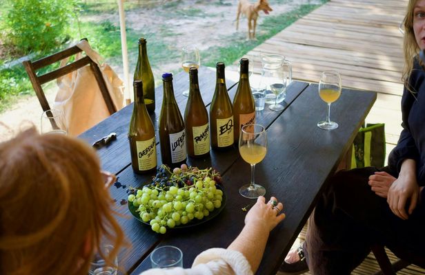 Organic vineyard guided tour with tasting in Vinhos Verdes region