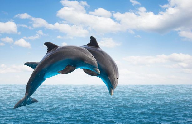 Dolphin watching speedboat ride in Muscat