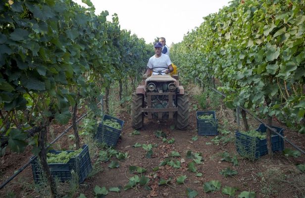 Wine Tasting Experience in Valle d'Itria