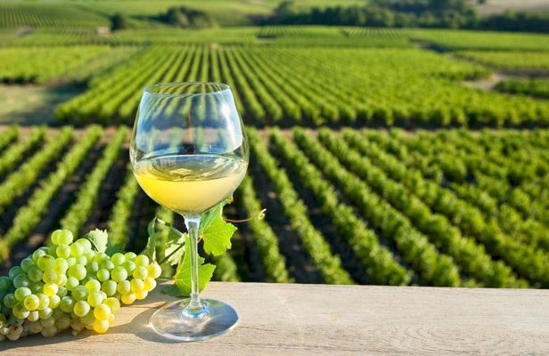 Vouvray wine discovery tour with tastings from Tours