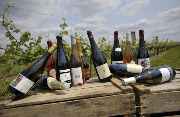 Loire Valley wine tour with tastings in Chinon and Bourgueil vineyards