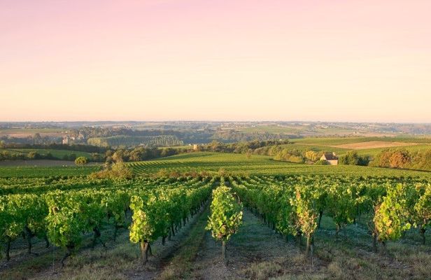 Côte de Nuits half-day wine tour with tastings from Dijon