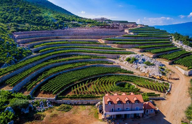 Winery guided tour with tasting at Lipovac winery in Građani