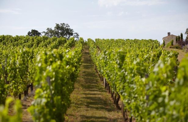 Vineyard experience and guided tour through Provence from Nice