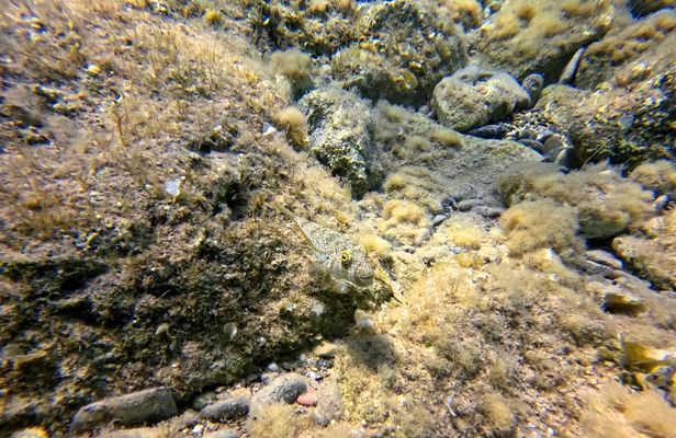 Paphos eco snorkelling adventure