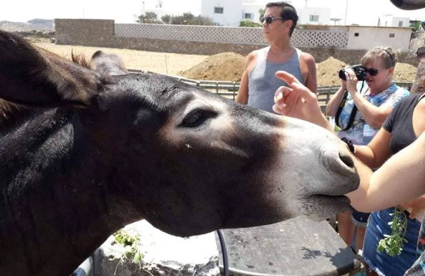 Mykonos farm visit and traditional farming experience