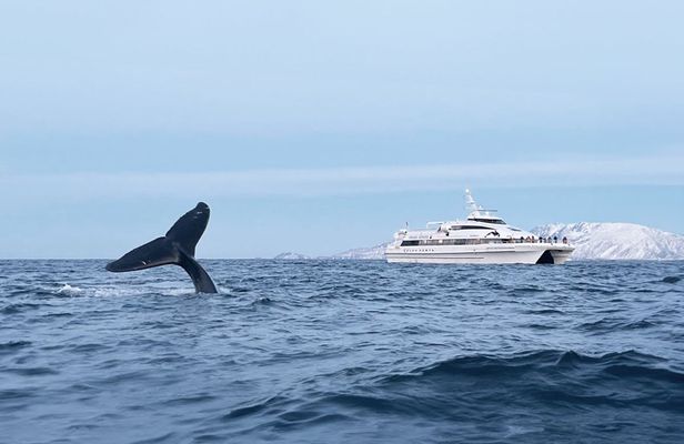 Tromsø whale safari tour with expert guides