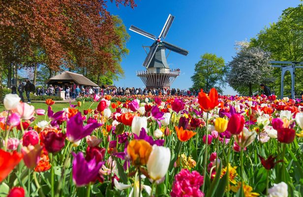 Schiphol airport shuttle and entry to Keukenhof with flexible return