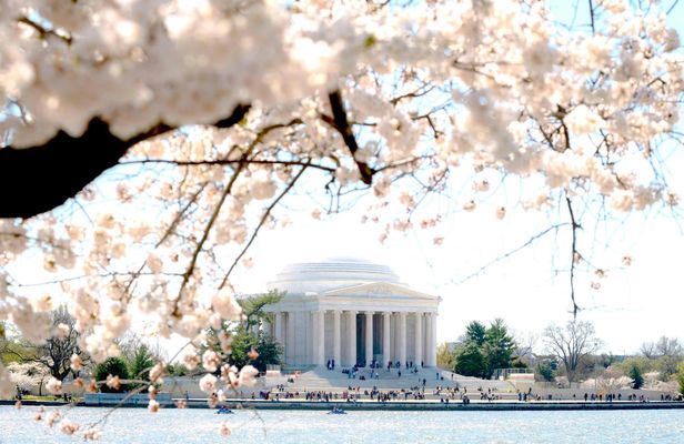 National Mall and monuments tour with 10 stops and cherry blossoms