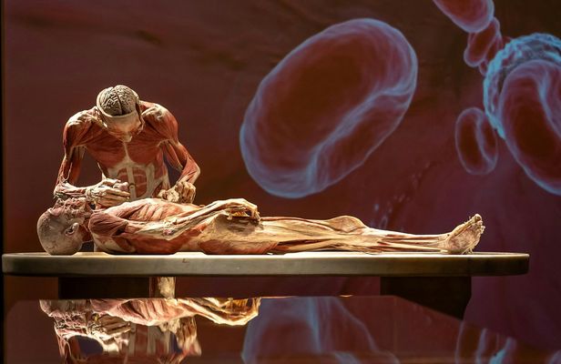BODY WORLDS exhibition in Chemnitz
