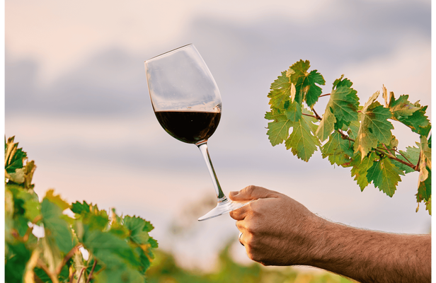 Winery visit in La Rioja with tasting and lunch from Vitoria