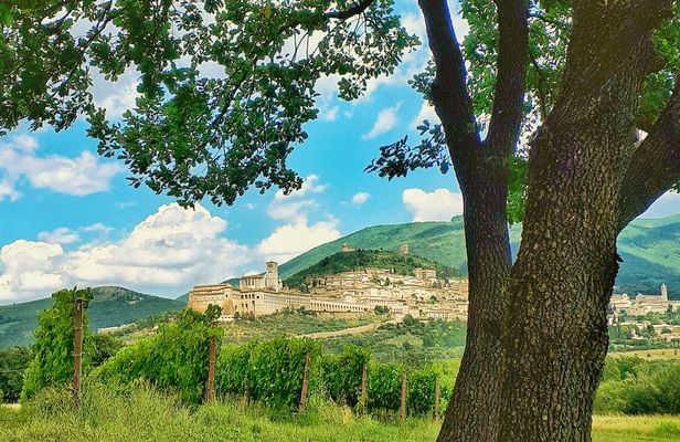 Assisi vineyard guided tasting with aperitif