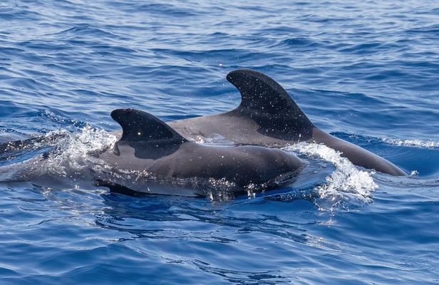 Glass-bottom catamaran whale and dolphin watching cruise