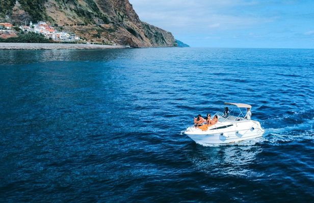 Whale and dolphin watching private tour