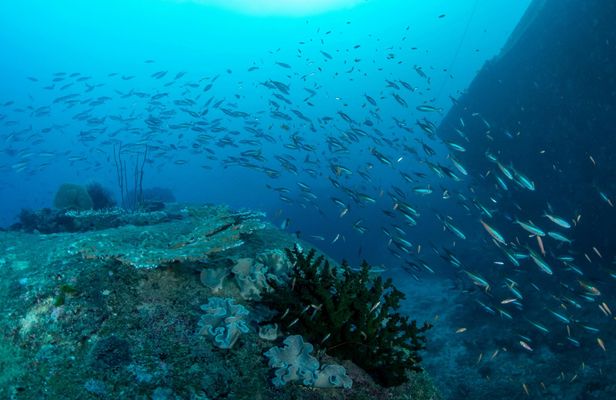 Similan Islands yacht cruise with lunch from Phuket or Khao Lak