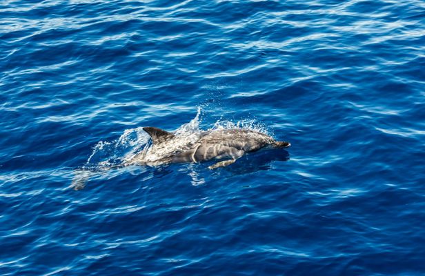Dolphin watching boat tour in in Taranto