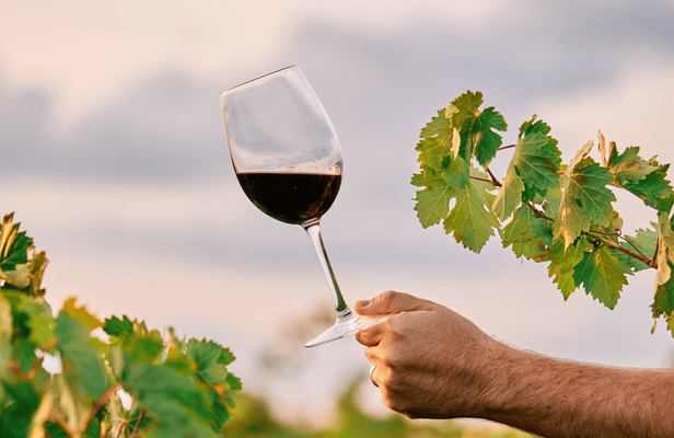 Wine cellar visit and tasting with lunch included  in La Rioja