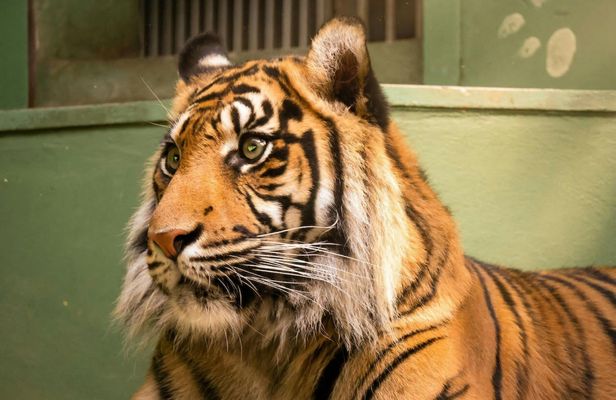 Prague Zoo ticket with online audio guide