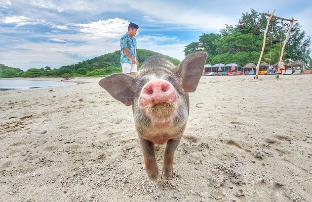 Pig Island snorkelling adventure with sunset dinner