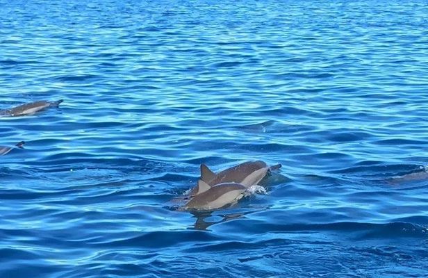 Mauritius dolphin watching speedboat tour