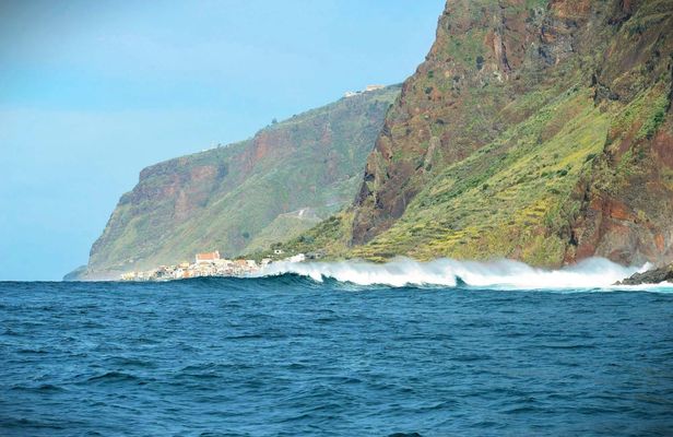 Madeira Island whale watching and snorkelling private tour