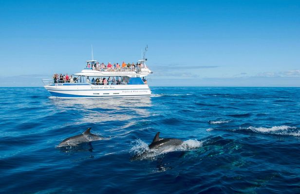 Gran Canaria Spirit of the Sea dolphin-watching cruise