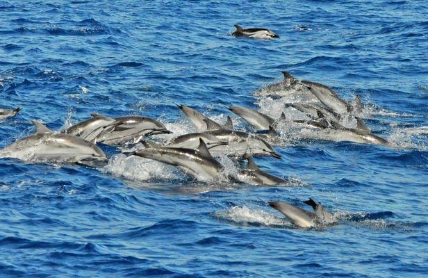 Gran Canaria Supercat dolphin-watching catamaran cruise