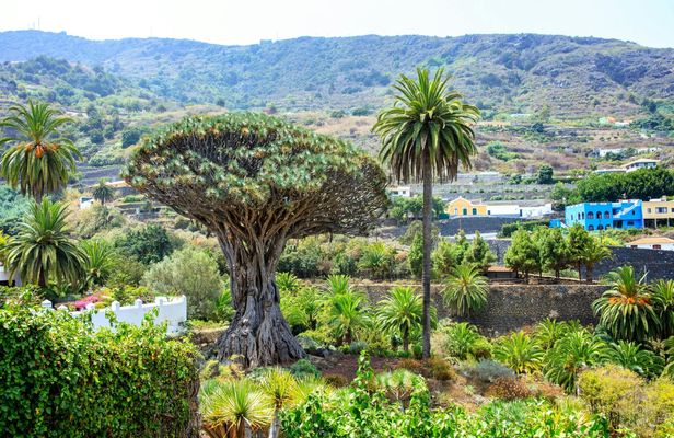 Northwest Tenerife full-day tour with Canarian lunch
